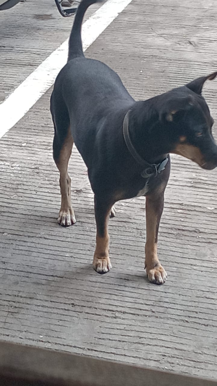 Elizabeth, a black and tan street dog, standing on St. Lawrence Street in Cebu City wearing her collar with a new engraved ID tag