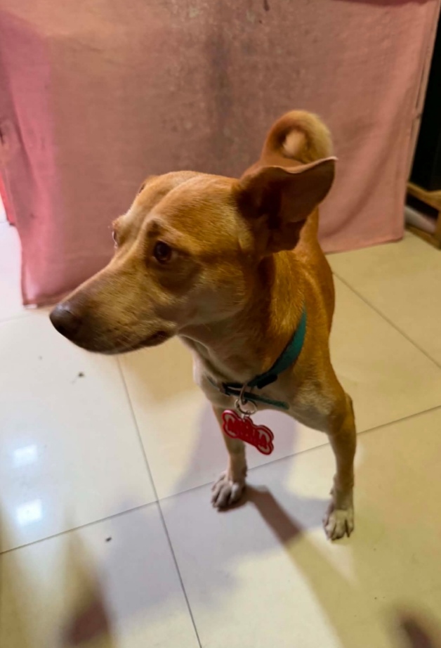 Andrea, Joshua's mother, a tan street dog in a teal collar with a red bone-shaped ID tag