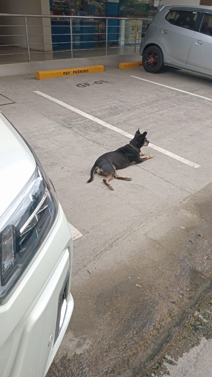 A collared black street dog lying calmly in a car park bay