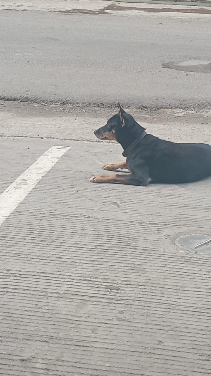 Elizabeth, a black and tan street dog, lying calmly on St. Lawrence Street in Cebu City