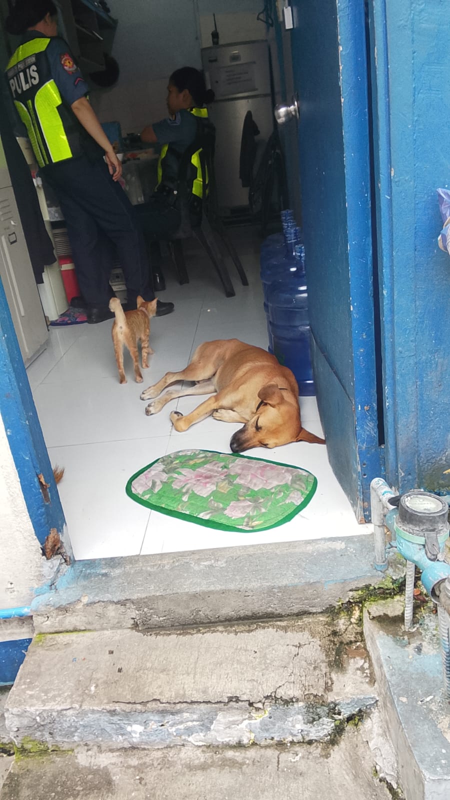 A street dog resting on a mat in a doorway beside a cat in the Philippines