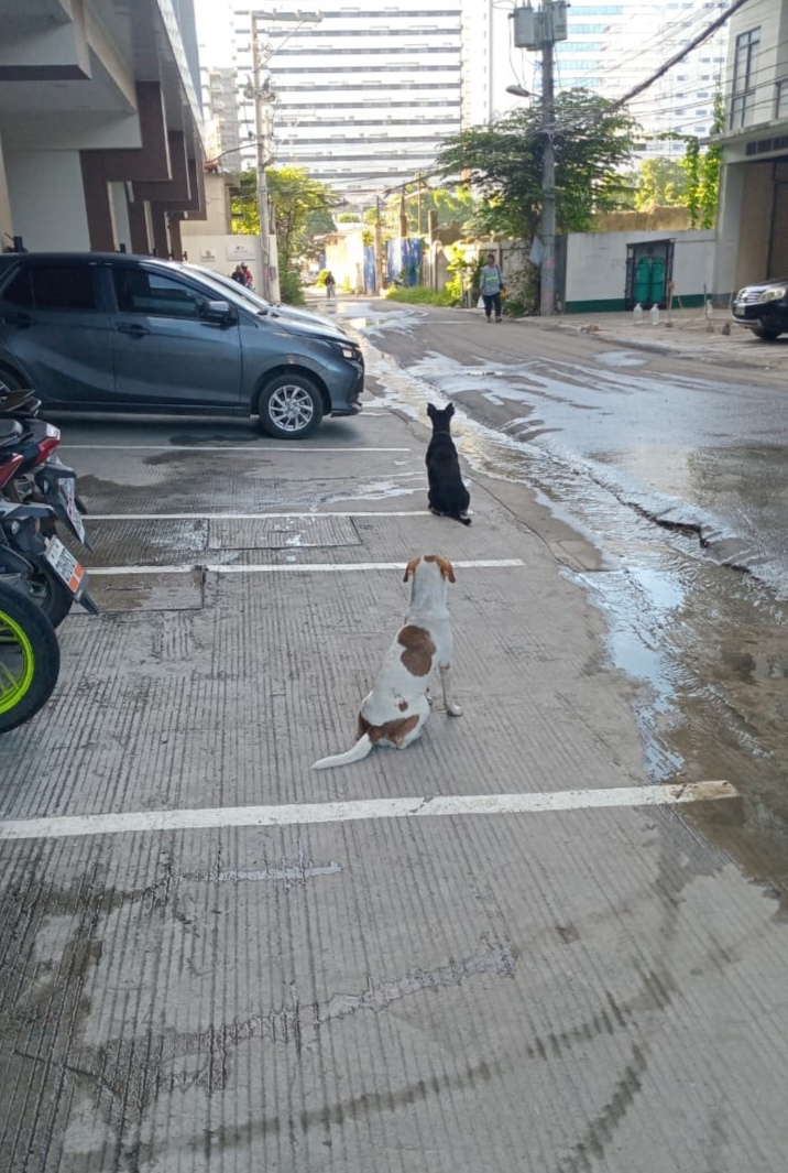 Two street dogs sitting together on a wet Cebu City street at first light
