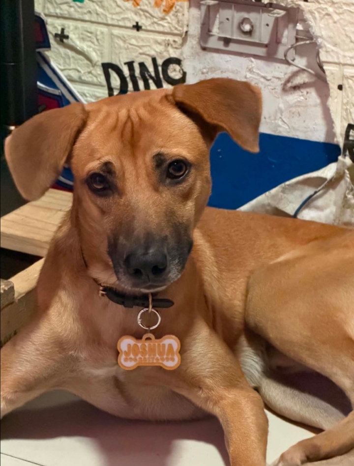 Joshua, a tan street dog, resting indoors wearing a collar with an orange bone-shaped ID tag engraved with his name