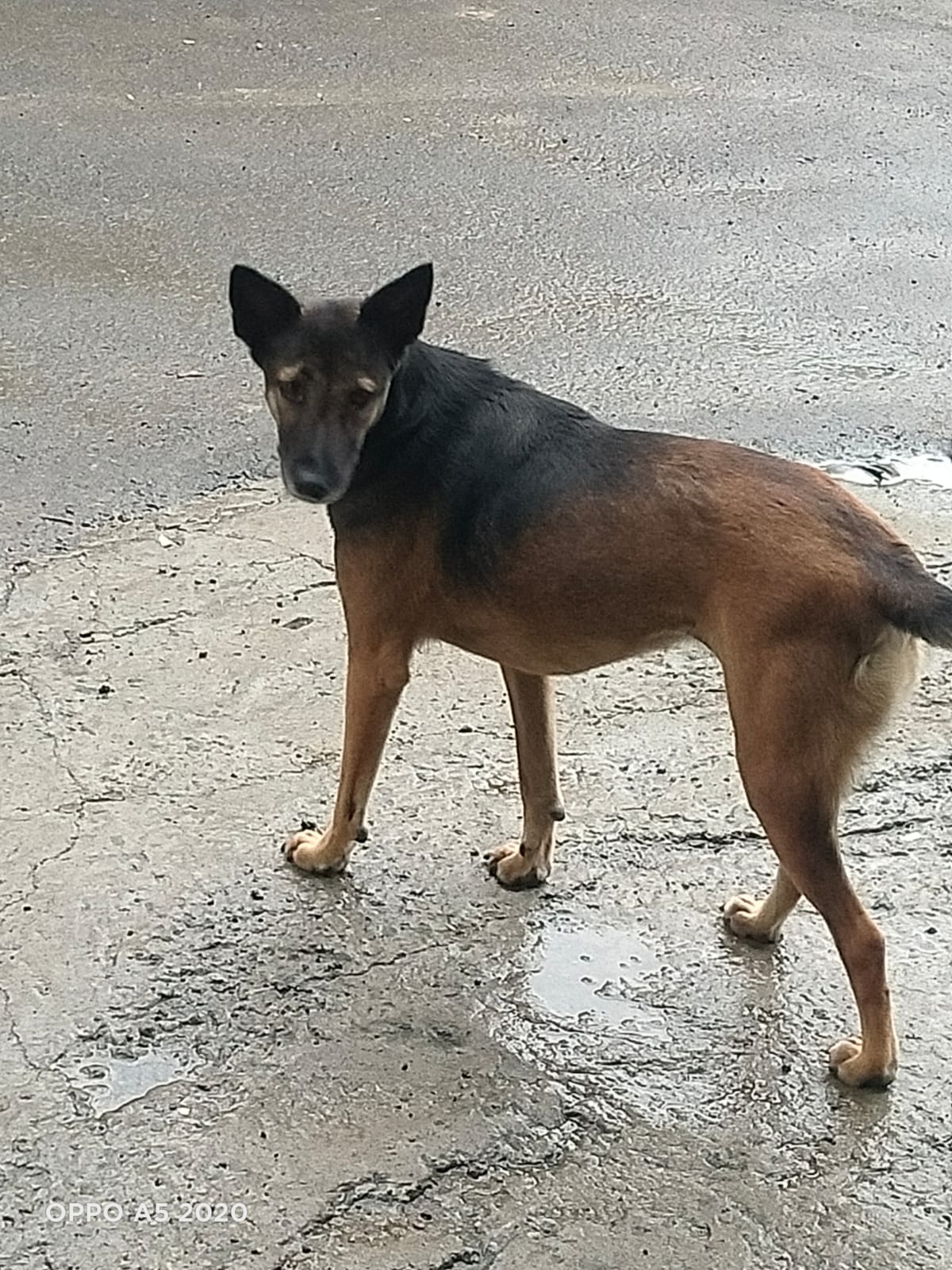 A tan and black street dog standing on wet concrete looking towards the camera